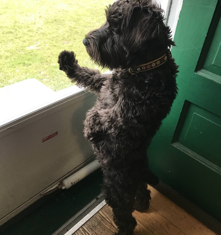 舔狗自述：阿珍和她丈夫去妇幼保健院了，我是不是应该死心了？