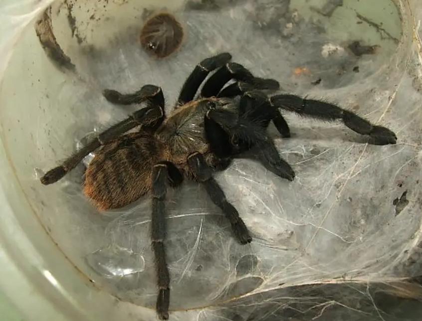 虎纹捕鸟蛛咬死牛事件,老虎捕杀大水牛