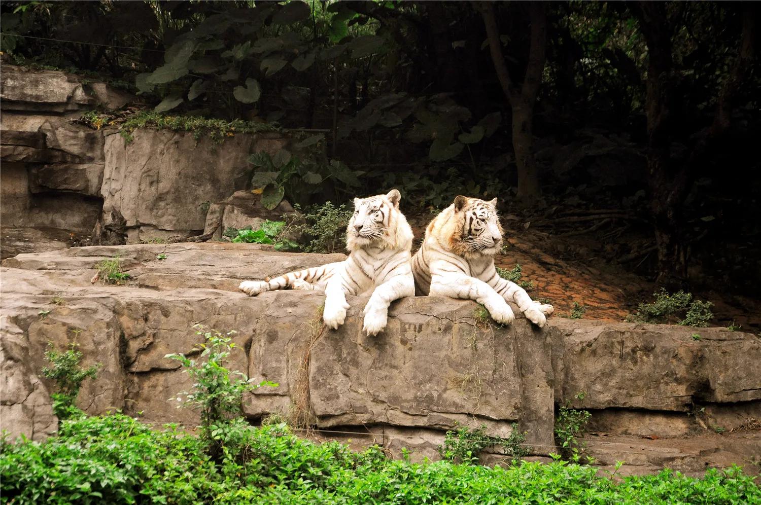 广州长隆野生动物园全部动物,广州长隆野生动物园所有动物介绍