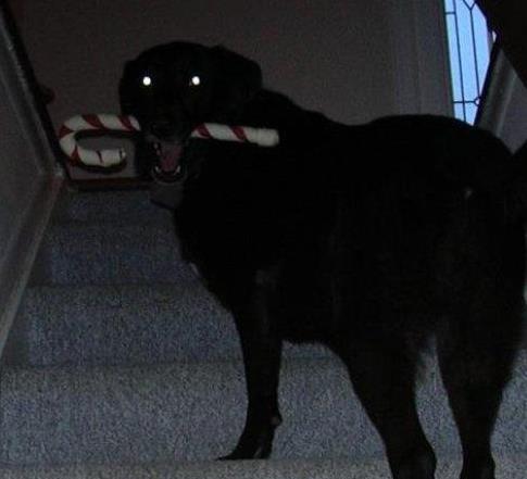 狗狗临近傍晚犯困该怎么干预,狗狗晚上怕黑是怎么回事