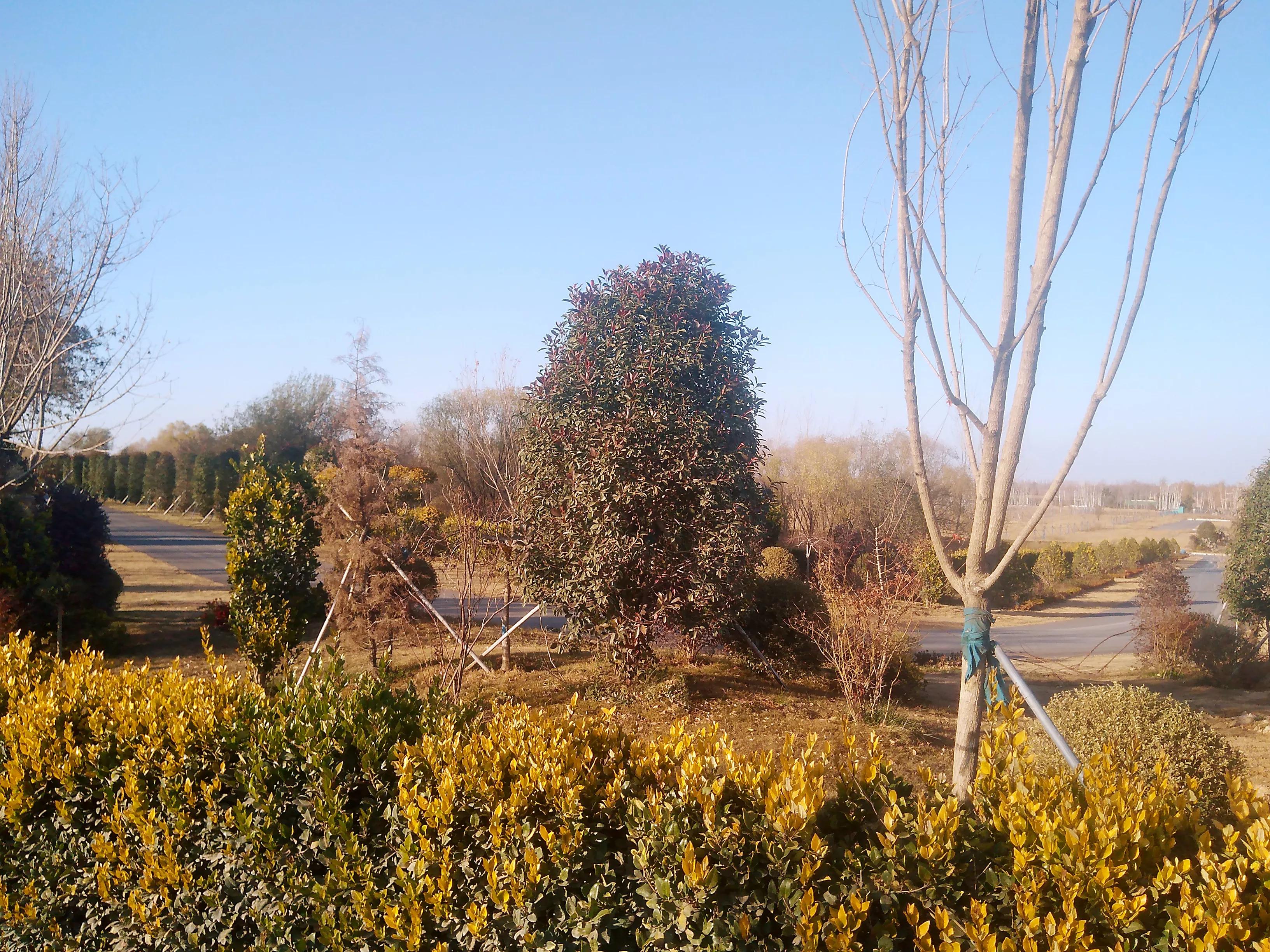 郑州惠济区的花漫里开放了吗,漫花里花卉博览园现在还开放吗