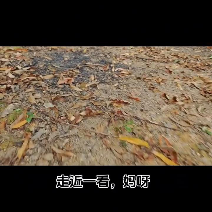 抓兔子的好办法,户外抓兔子经验