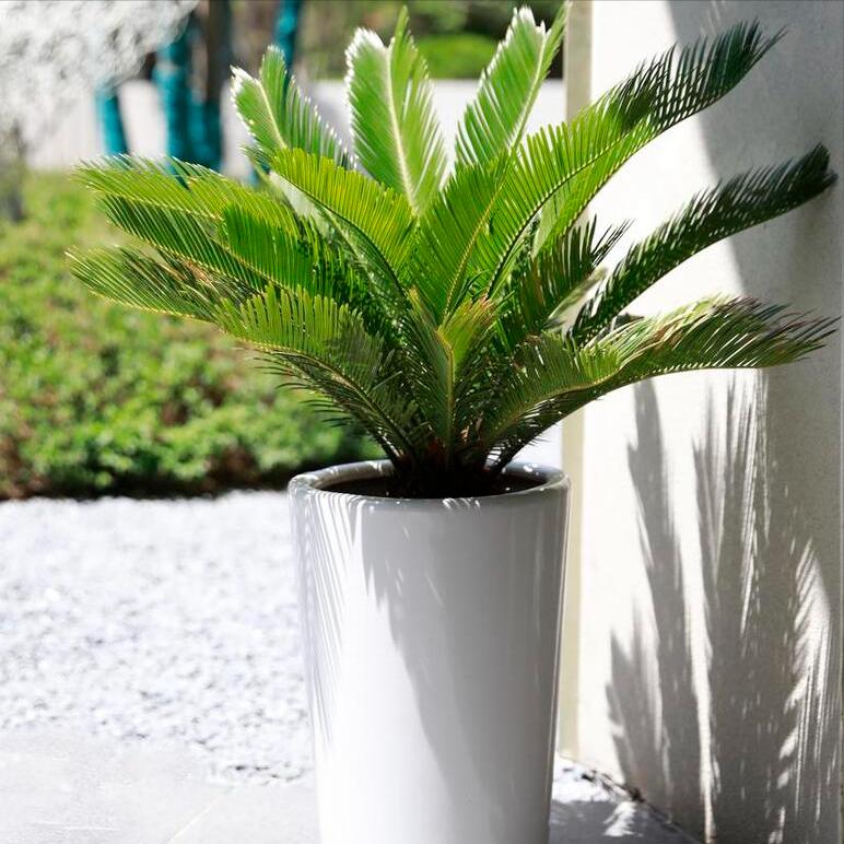 散尾葵繁殖怎么繁殖快一点,散尾葵的正确繁殖方法和注意事项