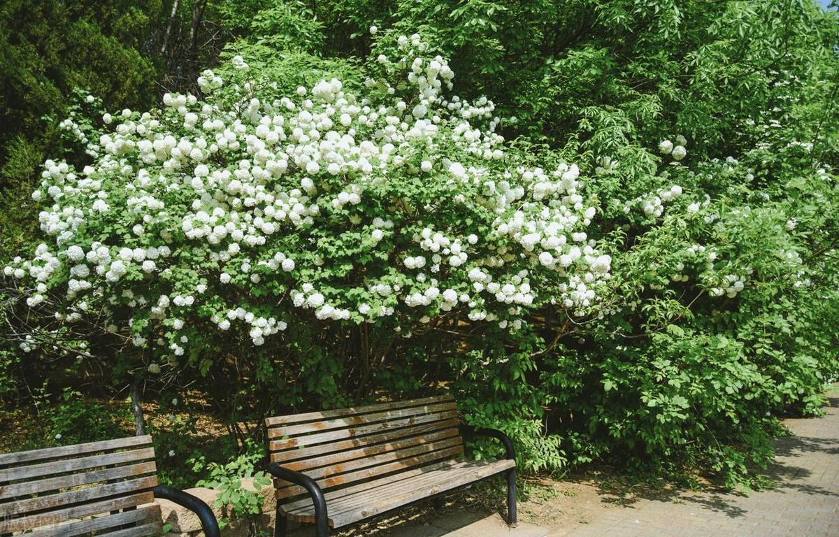 人间最美五月天春季赏樱正当时,5月北京三大赏花公园