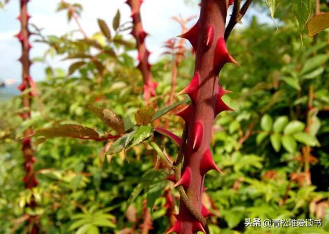 荆棘密布之路,布满荆棘之路