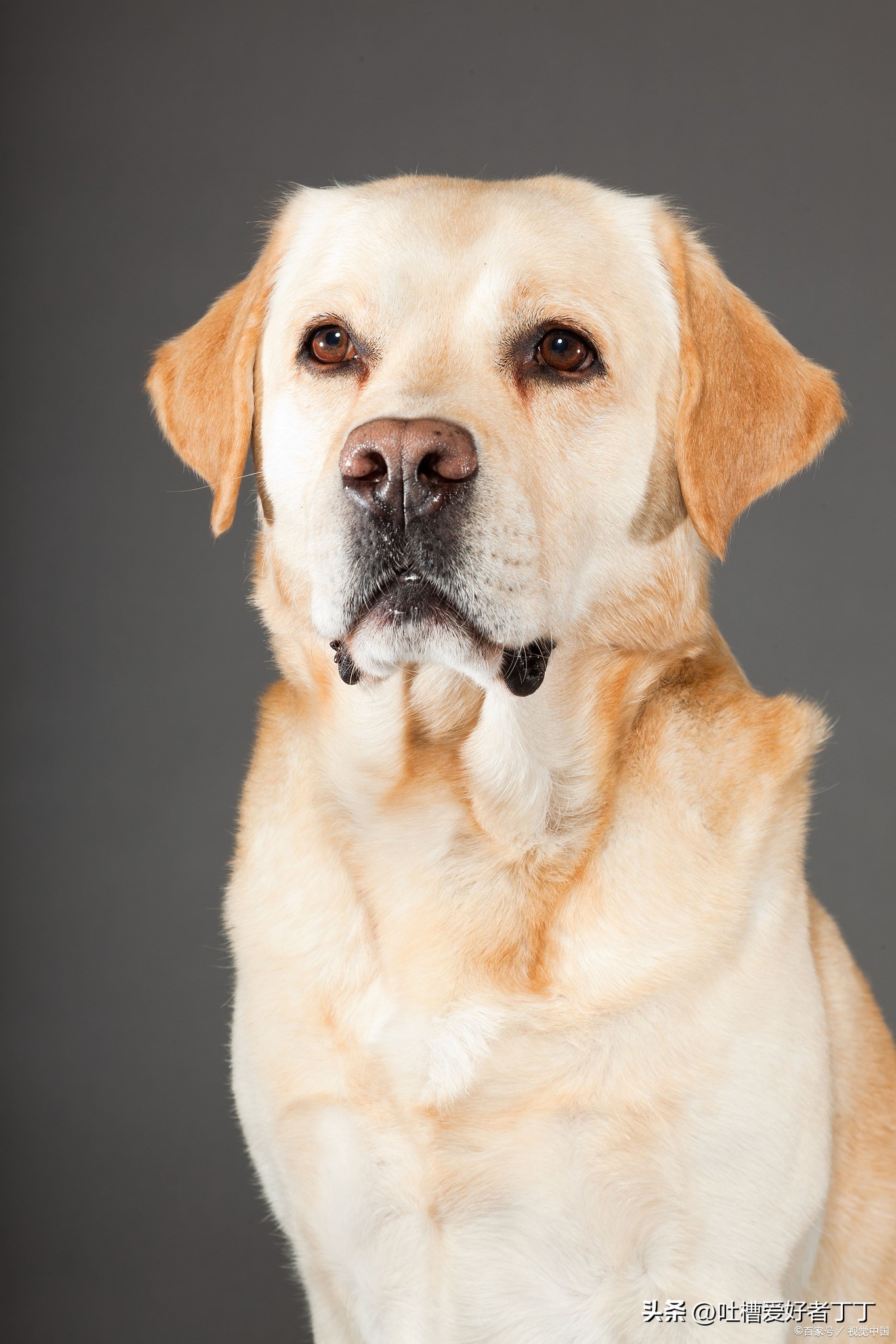 狗狗突然抽搐大小便失禁哀嚎,狗狗突然大叫抽搐怎么急救