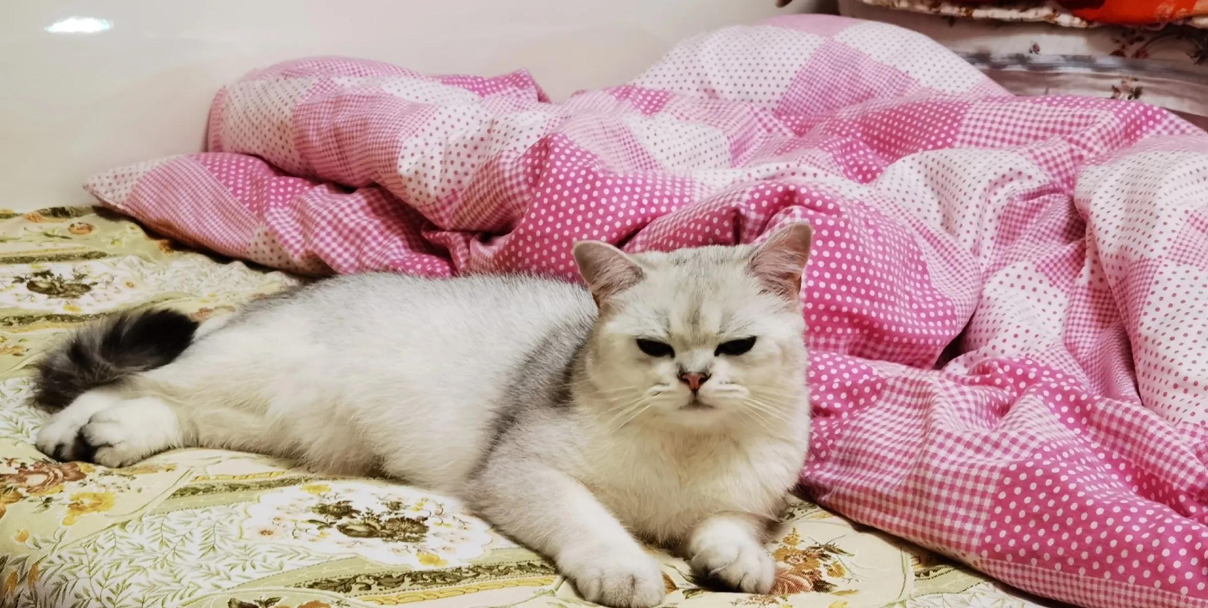 养猫烦心事,养狗养猫的糟心瞬间