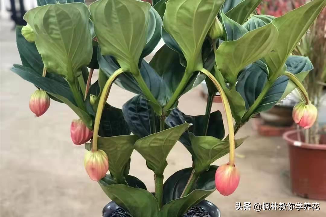 花卉年宵花热销,年宵花卉品种大全及图片