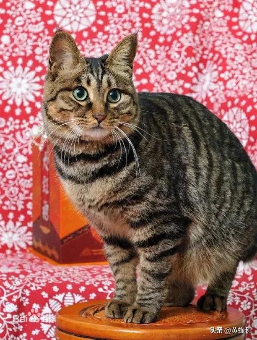 一花一世界，一叶一菩提，以洋字打头的词语