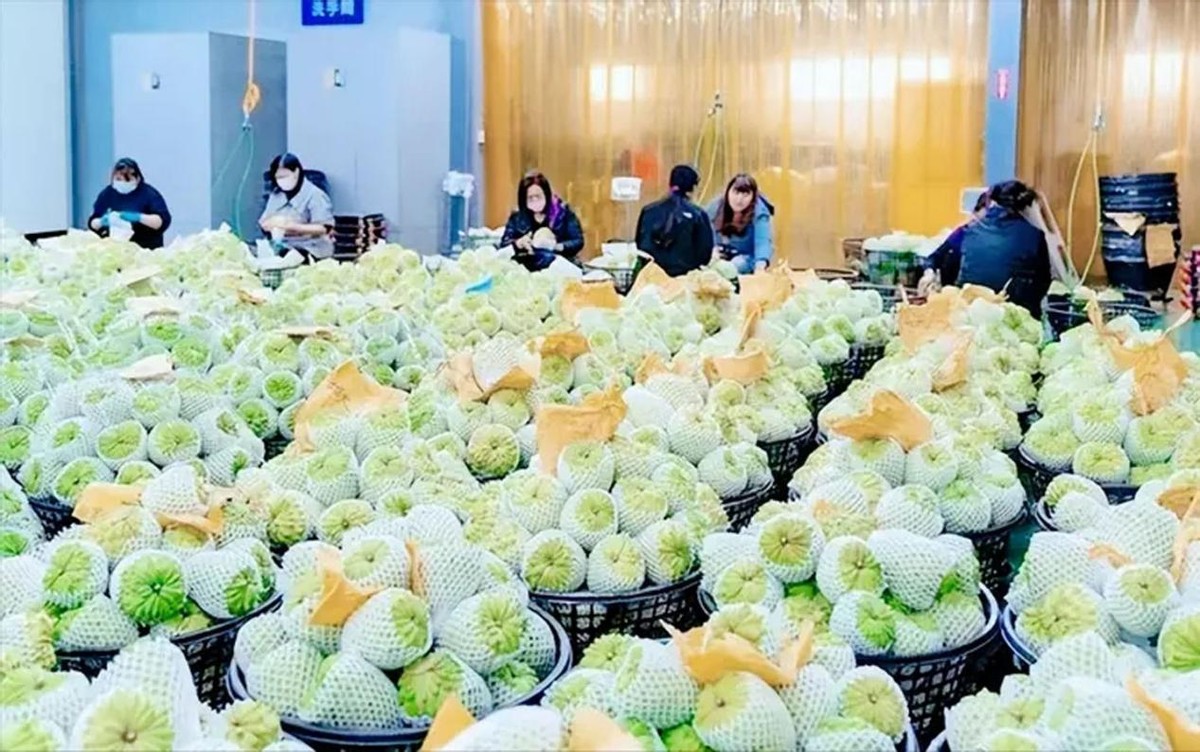 水果滞销中国解决,台湾凤梨释迦滞销原因