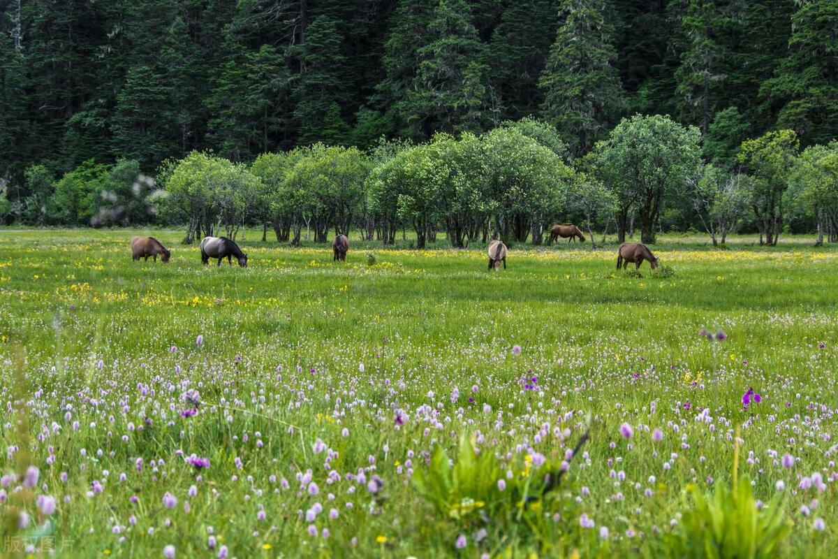 香格里拉最值得去的景点排名,香格里拉旅游必去的十大景点
