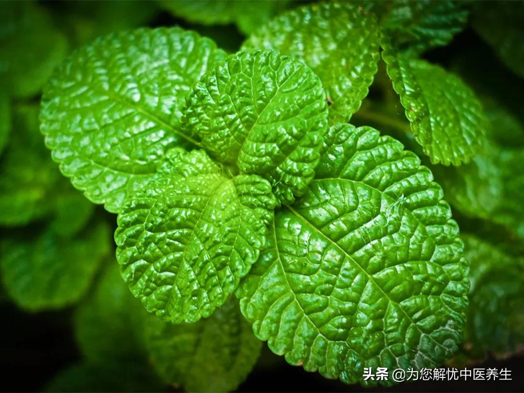 青龙摆尾白虎摇针法来源,青龙摆尾针法适应症