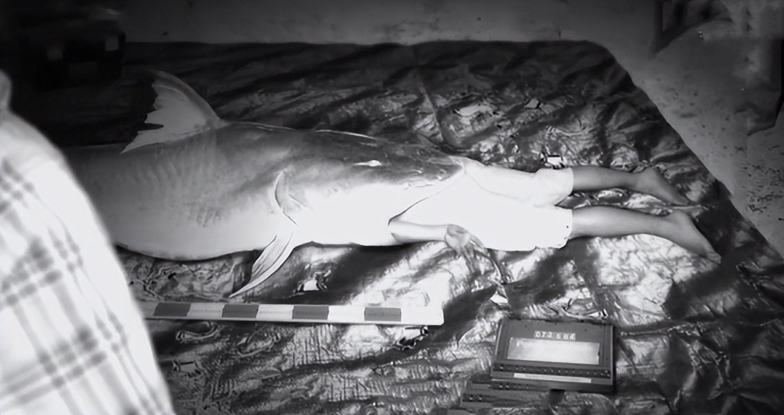 男子钓鱼鱼儿被湖里鲶鱼吃了,男人钓鱼被鲨鱼吃掉