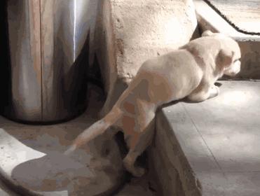 弃养率最高的8种狗,弃养率高的十种狗