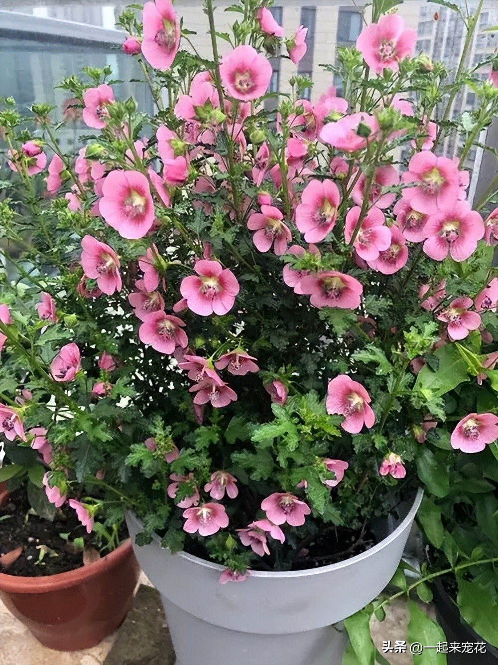 小木槿花球怎样修剪,小木槿棒棒糖大花球