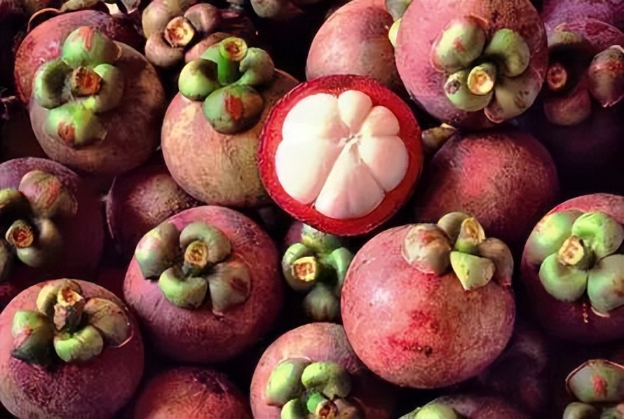 山竹详细资料,墨西哥山竹