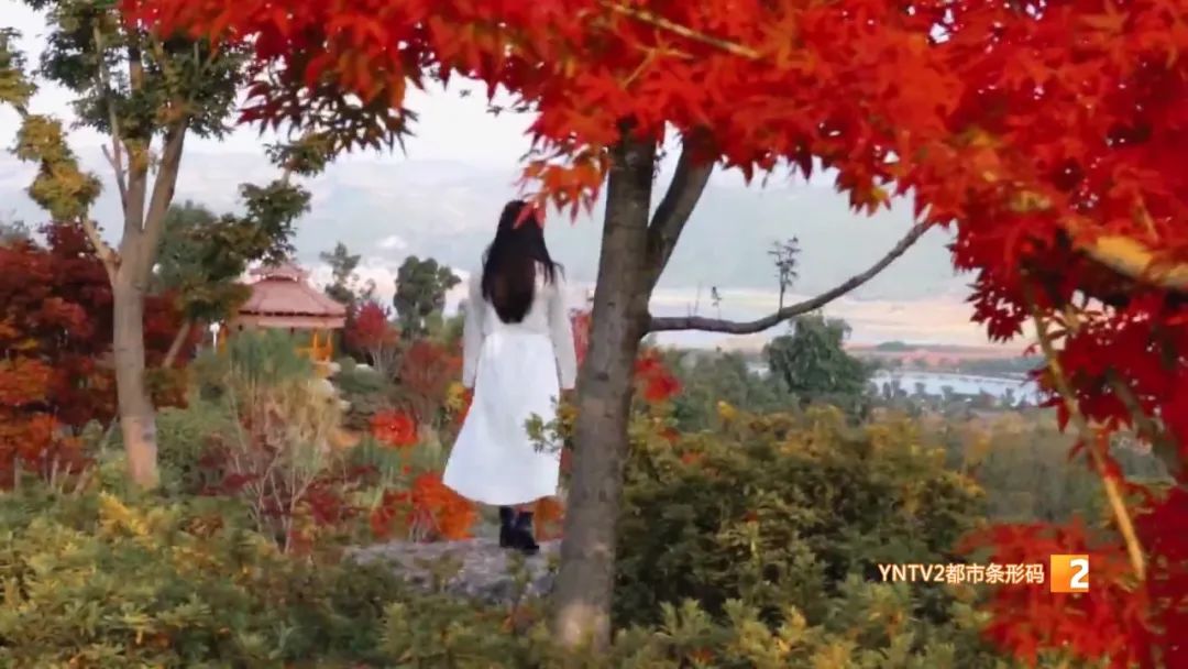 秋天的云南哪里漂亮又美丽,有一种美叫云南的秋天美景