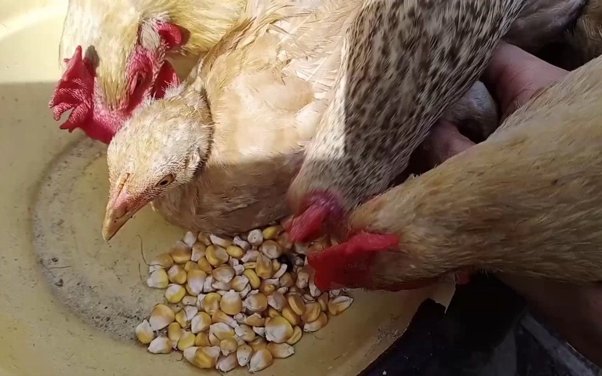 空气分级蚕豆蛋白级分作为颗粒和挤压肉鸡日粮中豆粕的替代品