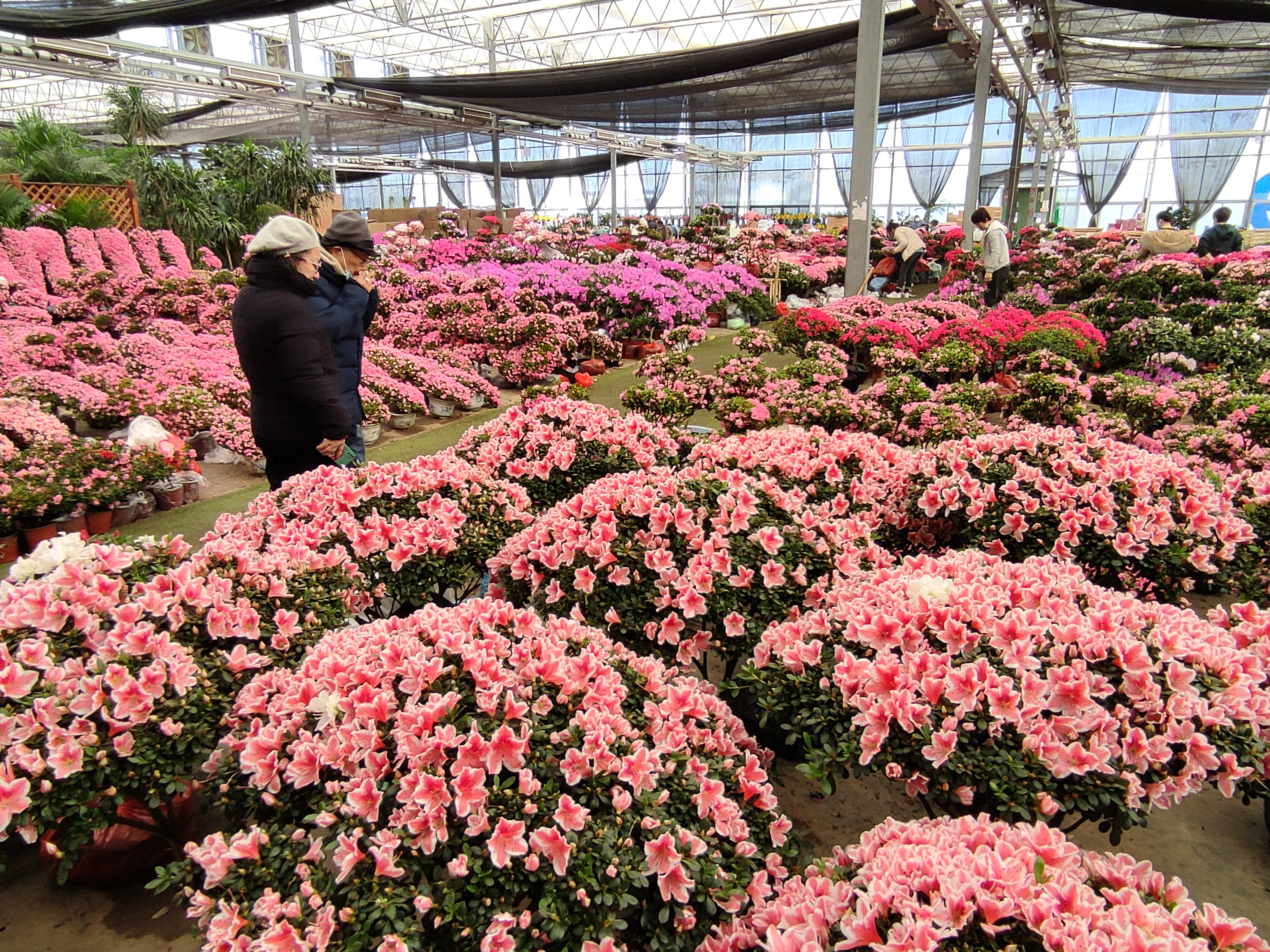 北京盆栽花草批发市场,北京花卉市场批发各种花盆栽