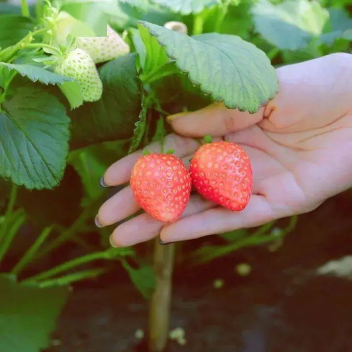 猜灯谜举杯邀明月,猜灯谜元宵佳节