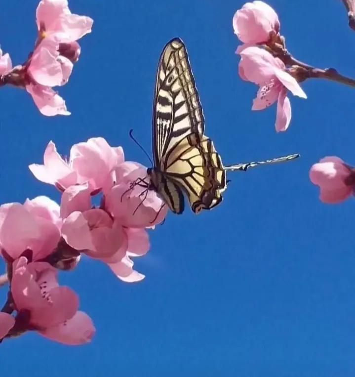 人生如树在风雨中成长,生命如树生命如花
