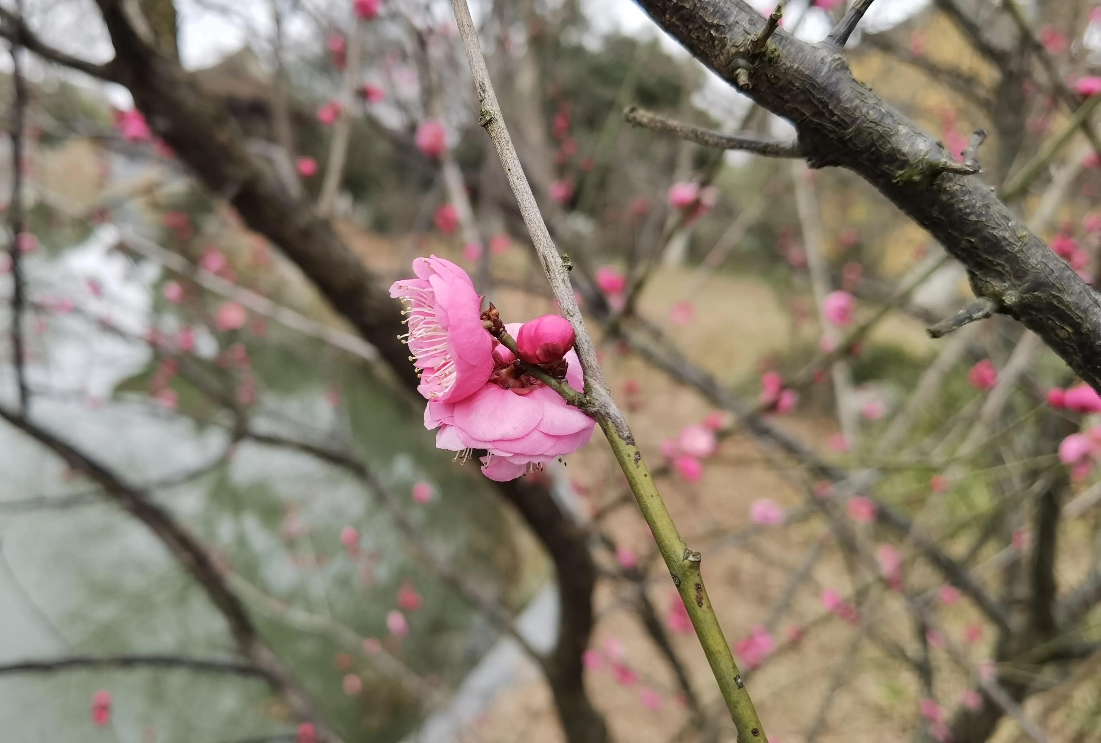 七绝咏梅诗,七绝咏梅古诗大全