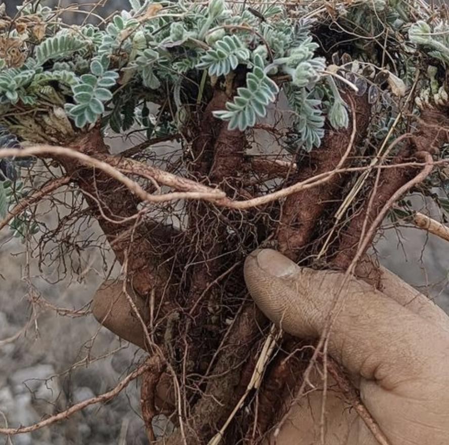 农村路边有1种“米口袋”，是珍贵野生植物，拔1棵少1棵，请珍惜