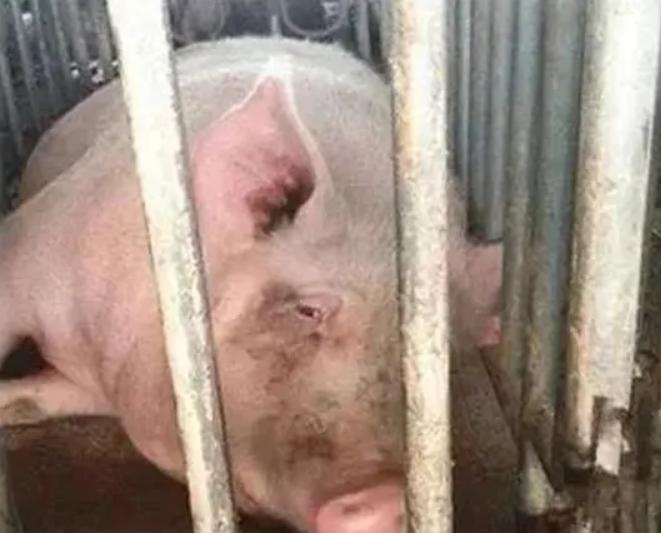 母猪热应激怎么办,母猪热应激发烧总是不退烧