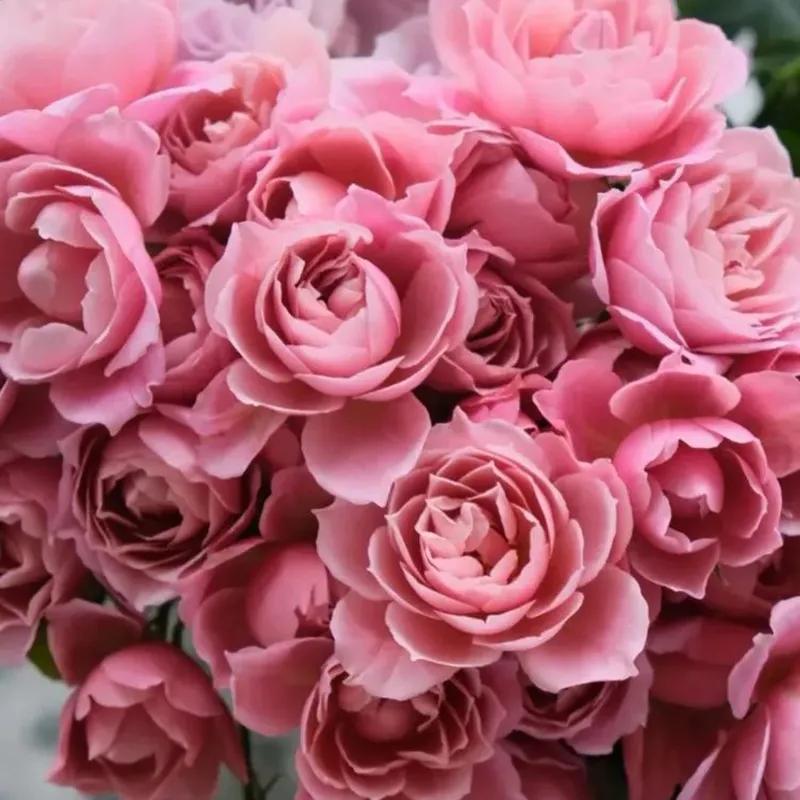 日本月季：葵-七（Aoi-nana）