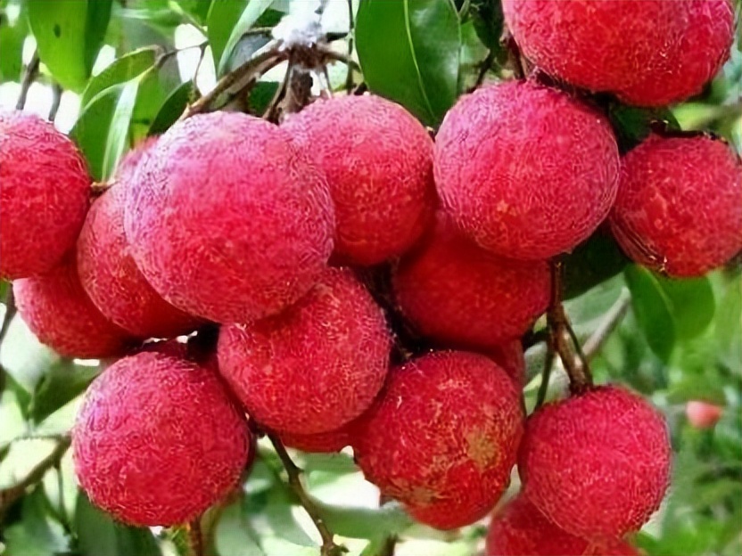 荔枝颂红线女完整版,荔枝颂粤剧