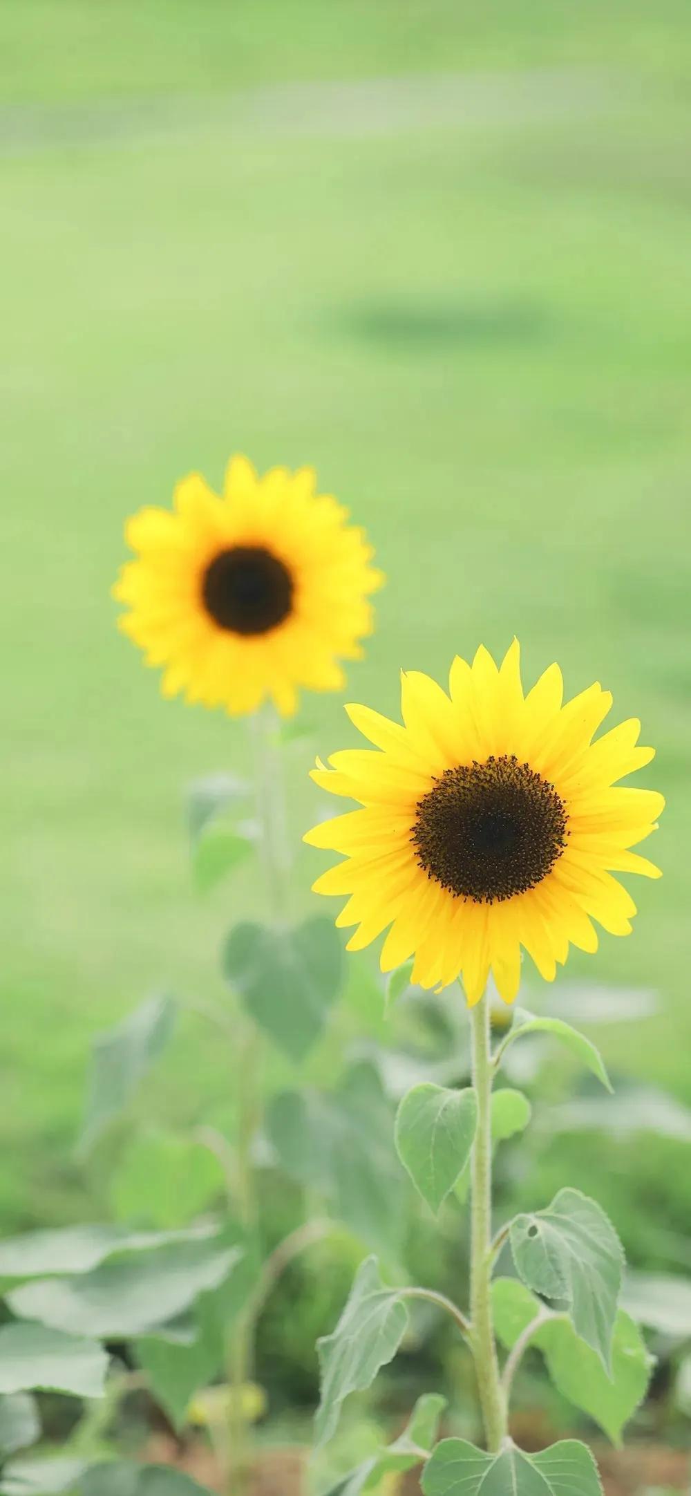 治愈抑郁症患者的壁纸,鼓励自己走出抑郁的壁纸