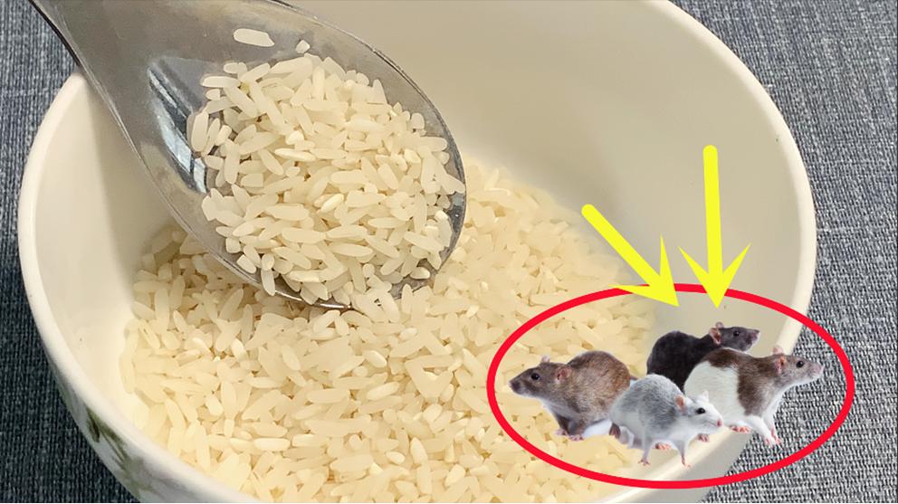 老鼠多别用老鼠药！只要3勺大米，老鼠来一灭一只，连窝一锅端