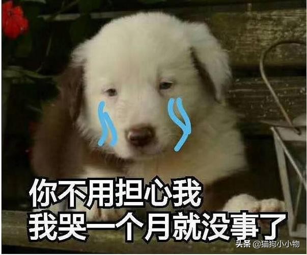 狗临终前会发出怎样的信号,狗临终前的十三句话