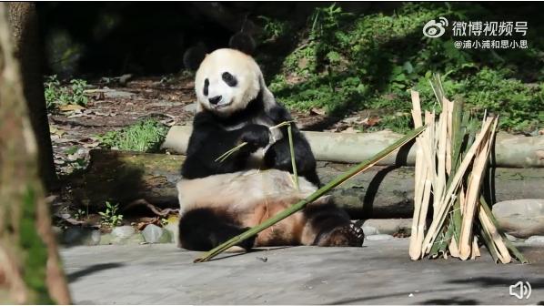 不高的高高和他不白的老婆白云——91年出生的童颜女神大熊猫白云