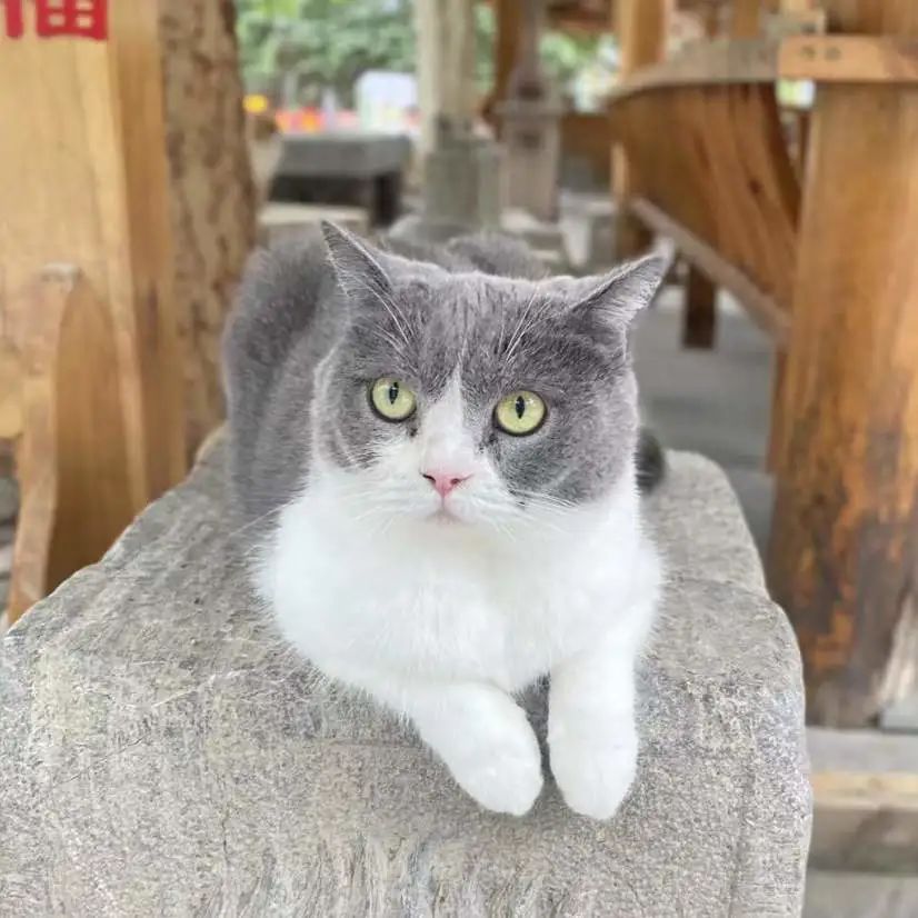 社恐小猫咪的安全感,社恐小猫咪为什么突然想出门了