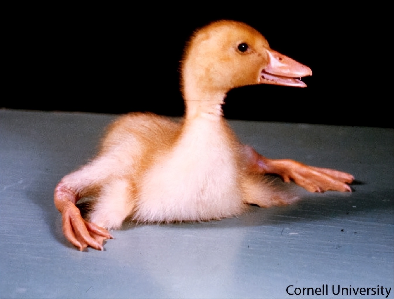 畜禽维生素缺乏的原因,养鸡微量元素缺乏的症状