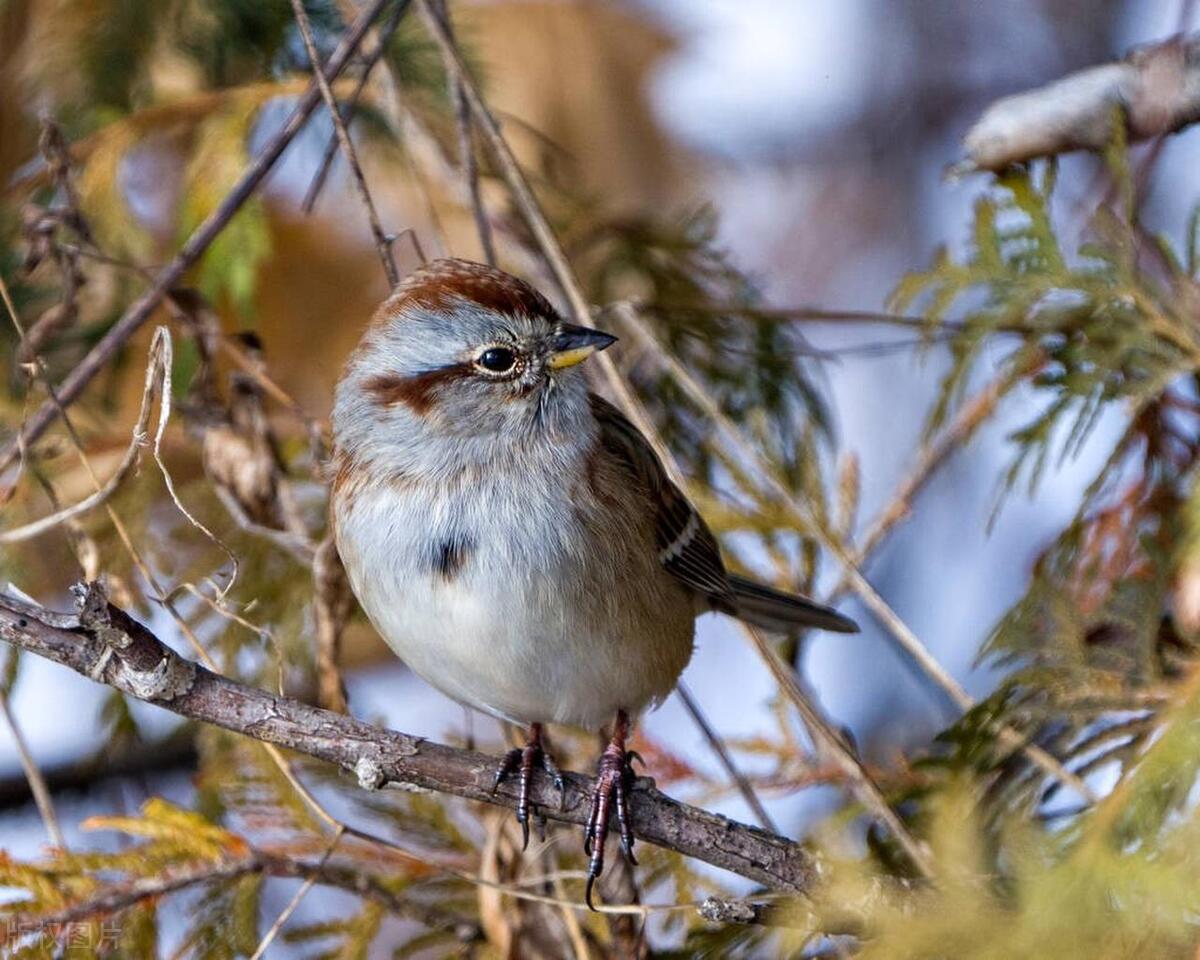 老话“人有雀腹想要赚钱难，纵然手里有钱早花完”，什么是雀腹？