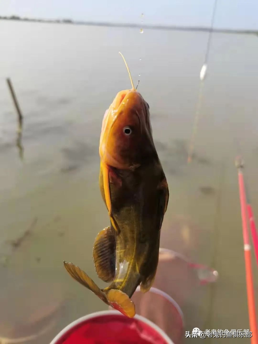 周末携大师系列饵料解锁大水面、全鱼种，安湖州爆护