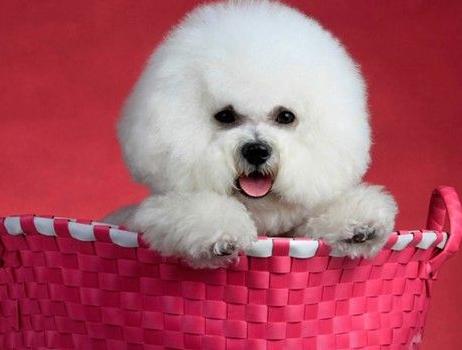 比熊鼻子有三指长纯不纯,怎么知道买的比熊是小体还是标体