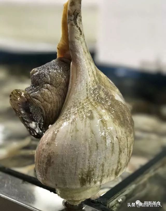 世界顶级海鲜食材,世界顶级的海鲜视频