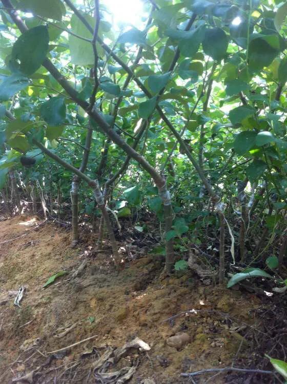 你吃过50一斤的苹果枣吗？这种昂贵的水果不是普通人可以吃到的