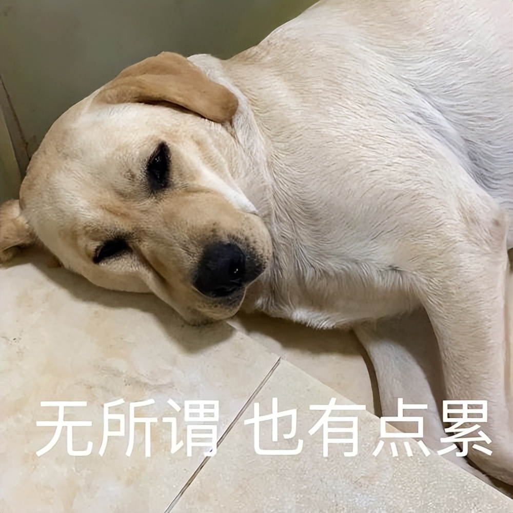 夏日养狗避坑指南,夏天如何养狗