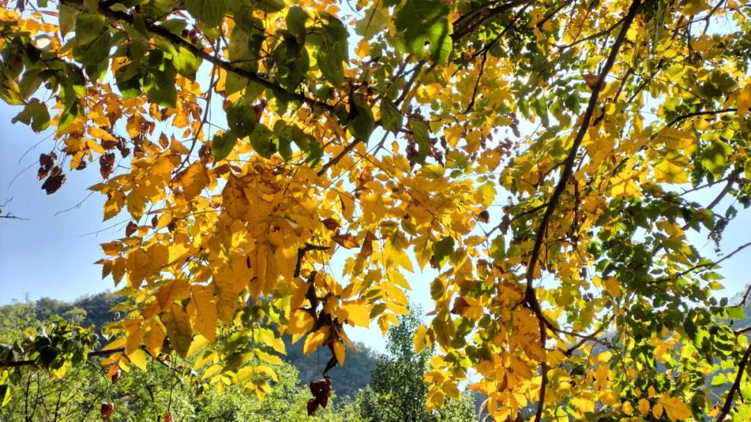 乐在其中——我与公众号“百姓文化视点”◎文/天涯