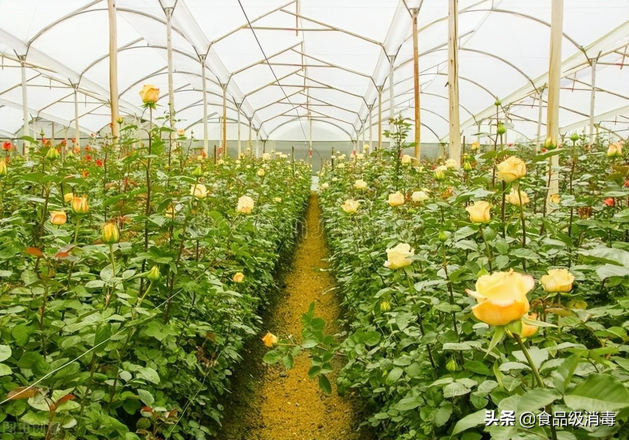花卉上灰霉病防治最佳时间,花卉灰霉病防治最新方法