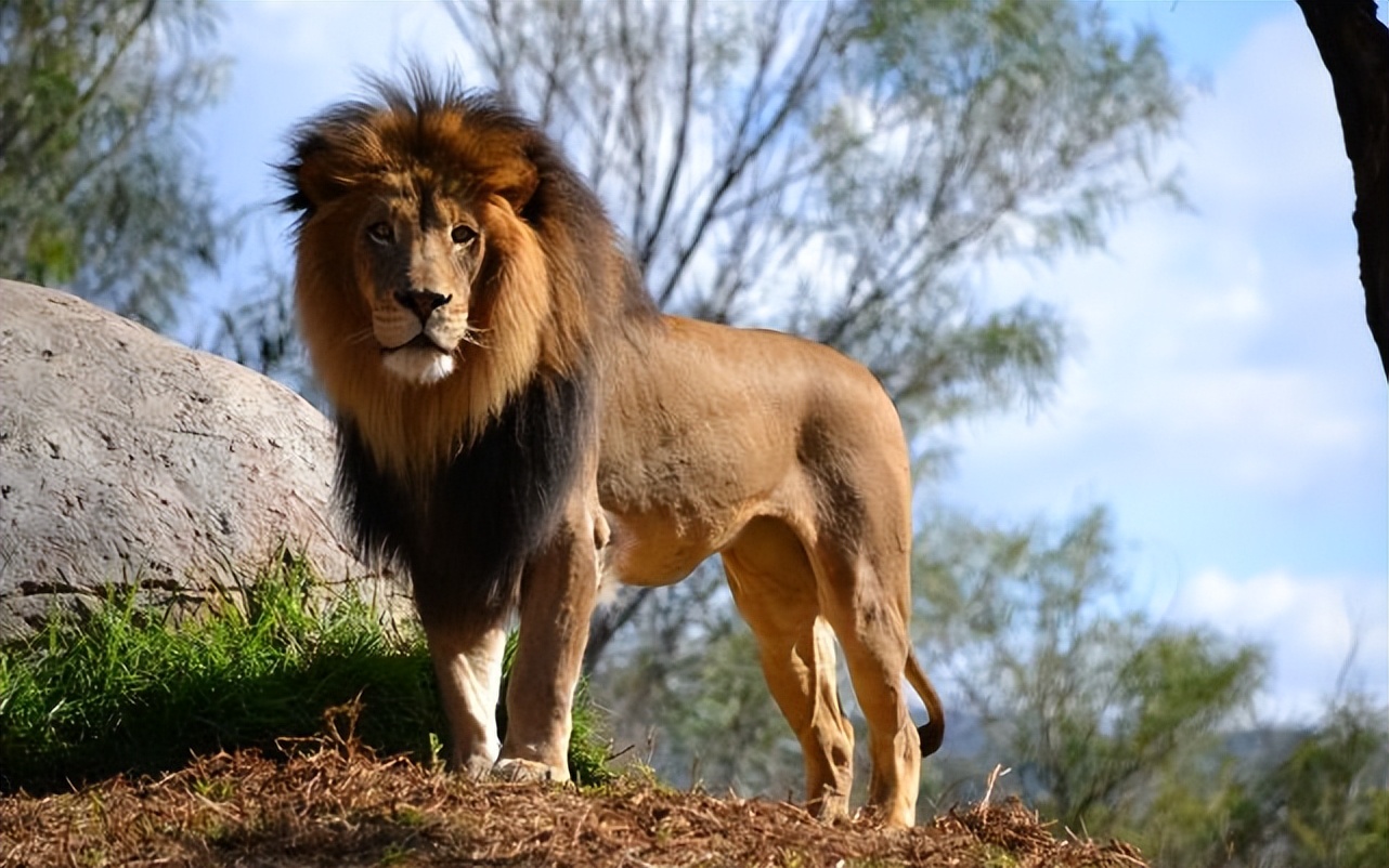 西方文明的起源精神,西方文化崇尚狮子