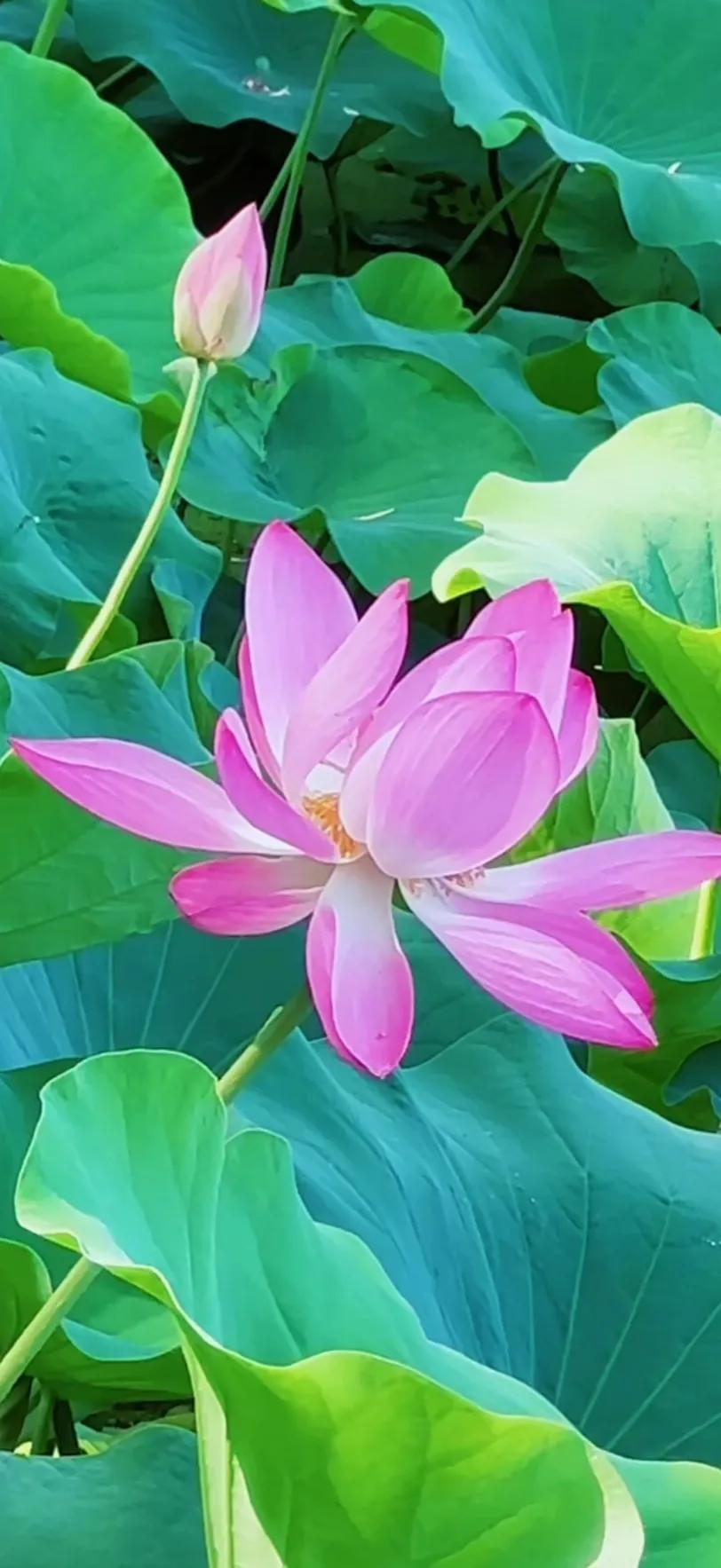 夏至荷花荷叶图片,夏至时节荷花正美图片