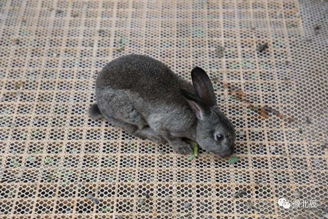 夏日露营不二选！北辰区“嚒嚒兽梦幻森林”清凉来袭~（转发得门票！）