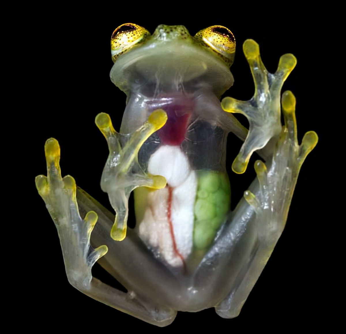 地球可能进入第六次大灭绝,地球正在进行第六次生物大灭绝吗