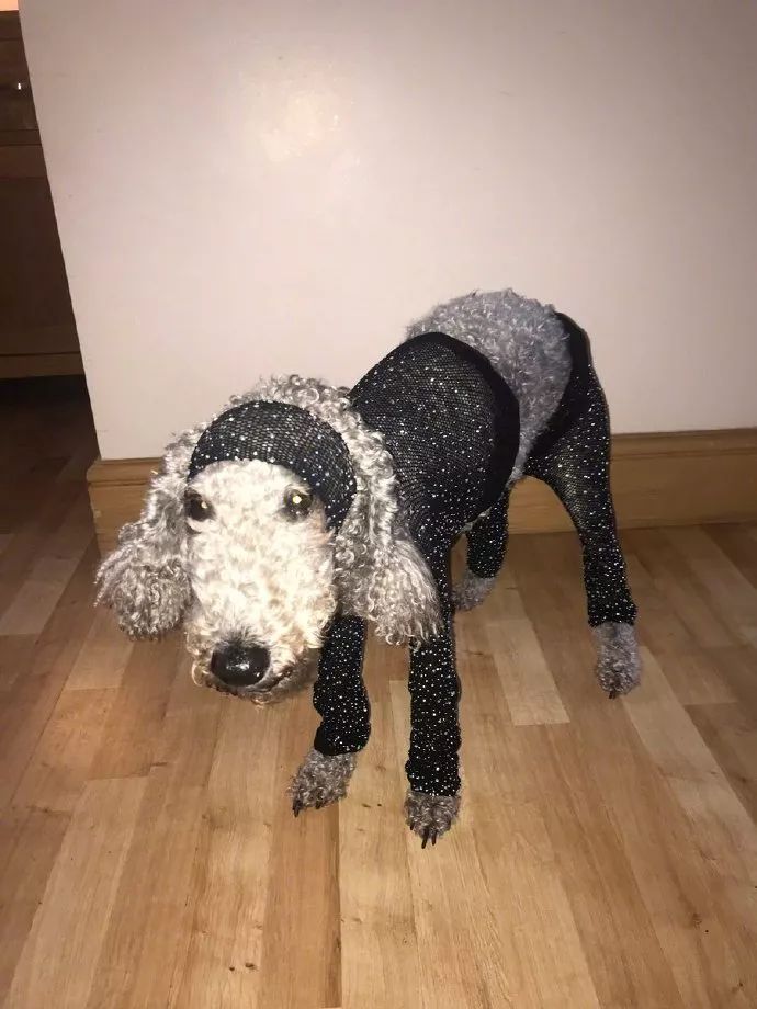 网上买衣服买错尺寸，结果发现狗子穿上很合适