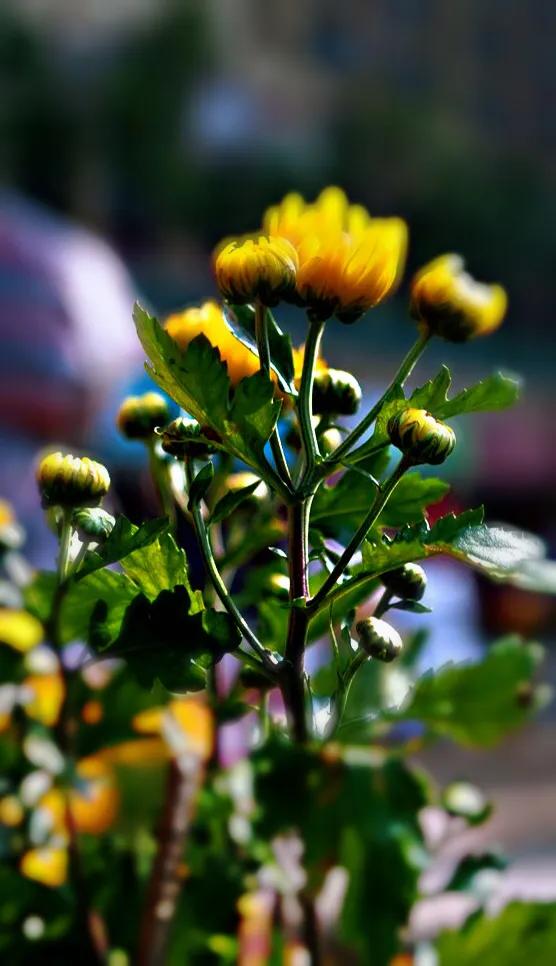 冷冬寒菊,冬菊与夏菊的区别